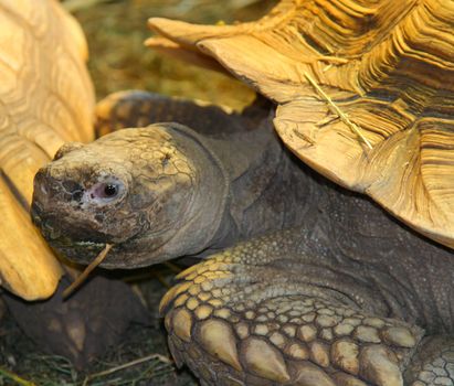 giant tortoise eating straw