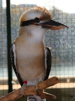 Laughing Kookaburra; Dacelo Novaeguineae;