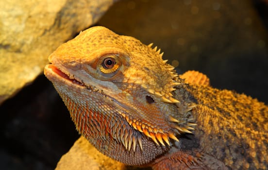 bearded dragon, Pogona vitticeps from australia