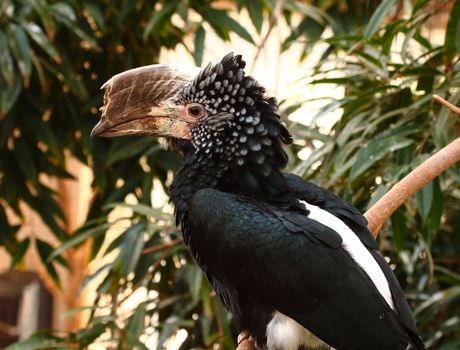 silver cheeked hornbill, bycanistes brevis from africa