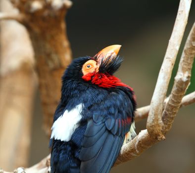 bearded barbet,  Lybius dubius from africa