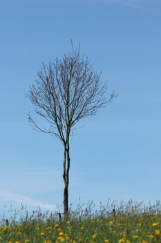 spring meadow tree