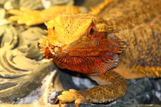 bearded dragon, Pogona vitticeps from australia