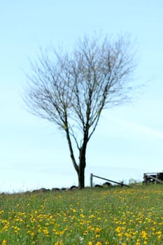 spring meadow tree