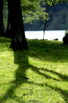 summer lake tree shadow