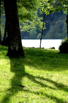 summer lake tree shadow