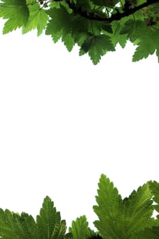 leaf background