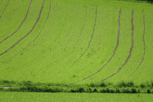 green farming meadow