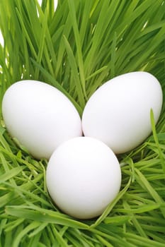 Close-up of three eggs on grass