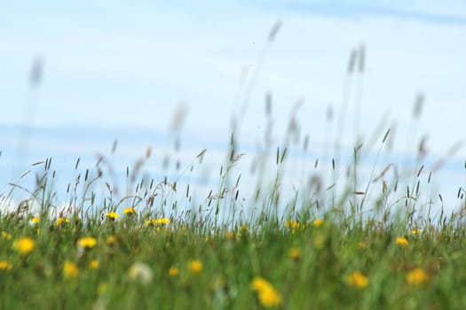 spring meadow front