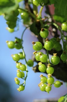 unripe currants