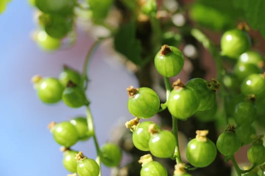 unripe currants