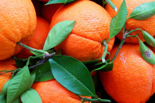 Close-up of some delicios oranges