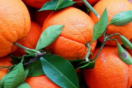 Close-up of some delicios oranges