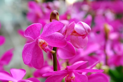 Purple orchid flower in the contest