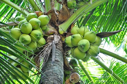 Green coconuts in bunch hanging in tree