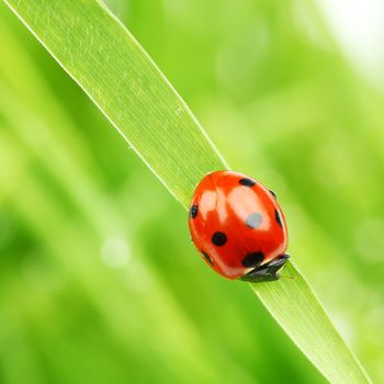 ladybug on grass nature background