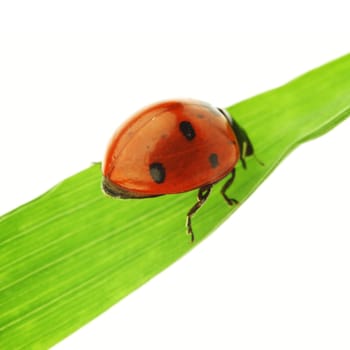 ladybug on grass isolated on white background