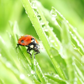 ladybug on grass nature background in waterdrops