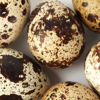 quail egg background macro close up