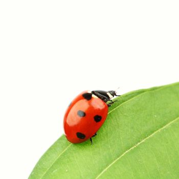  ladybug on leaf isolated on white background