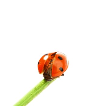 ladybug on grass isolated on white background