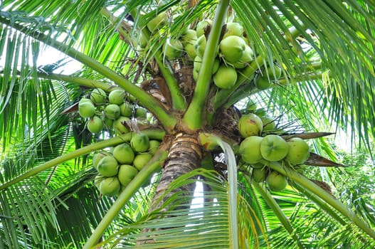 Green coconuts in bunch hanging in tree