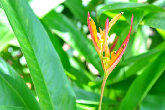 Flower in the garden