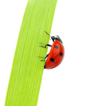 ladybug on grass isolated on white background