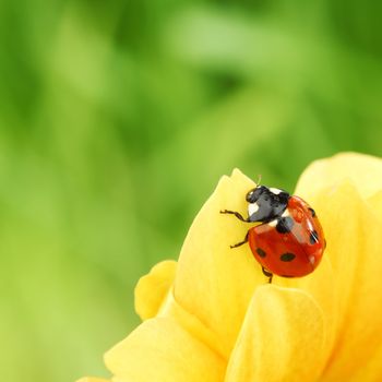 ladybug on yellow flower  macro close up