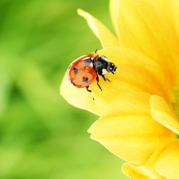 ladybug on yellow flower  macro close up