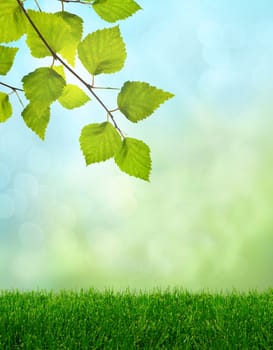 Green grass and birch leaves pring fantasy soft light background