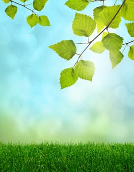 Green grass and birch leaves pring fantasy soft light background