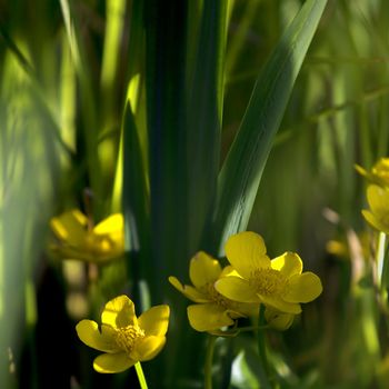 Lesser Celandines between green plants and sunshine