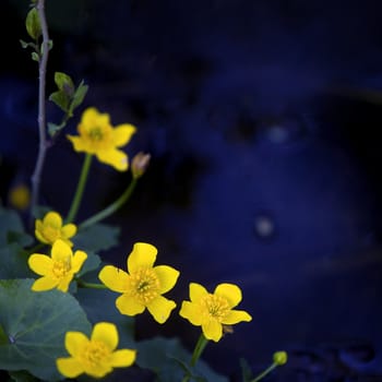 Lesser Celandine with blue water in the background