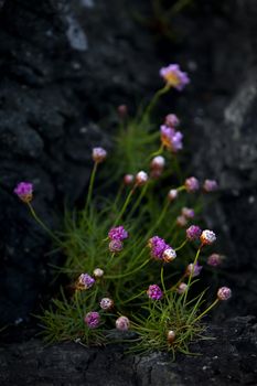 Close up of thrift flowers growing on rocks