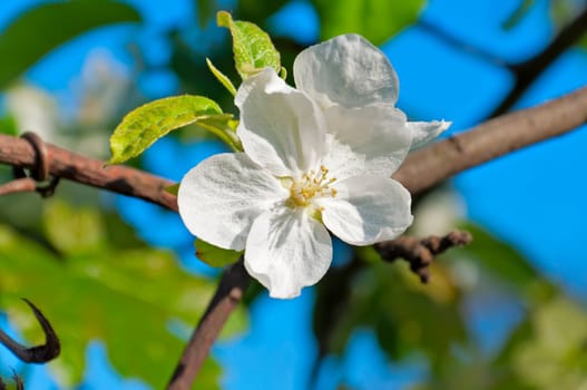 Spring apple tree blossom flower, closeup.