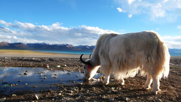 Landscape of mountains and lakes in the highlands of Tibet,with the silhouette of a yak