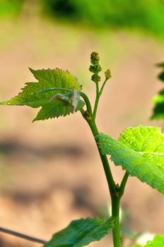 A bunch of very young grapes on a branch.