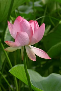 Pink flower of a lotus on a background of green foliage