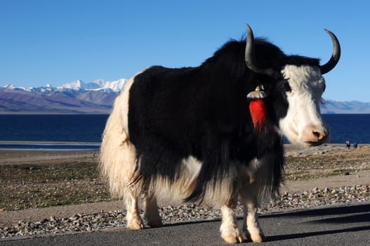 A black-and-white yak at the lakeside in the highlands of Tibet