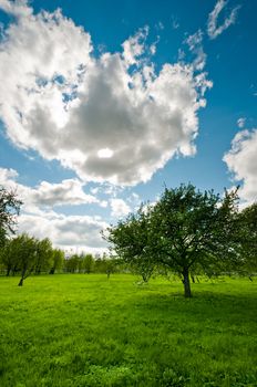 Tree on meadow in wood at day time classic landscape