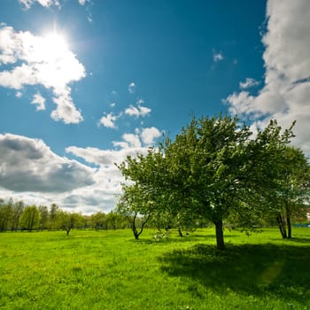 Tree on meadow with bright sun in wood at day time landscape