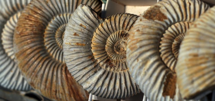 big size close image of ancient spiral fossil 