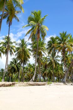 Palm Trees and a beautiful blue sky. Photo taken in Bahia, Brazil, South america.