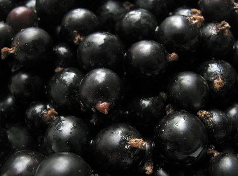 close up of black currants