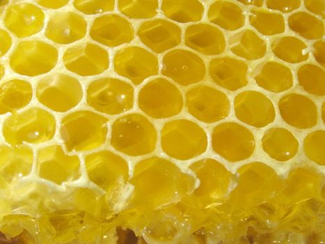 close up of honey combs