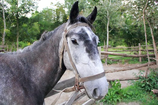 Photo with horse head and sad eye