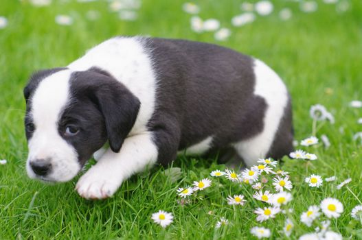 cute puppies in the meadow in spring time