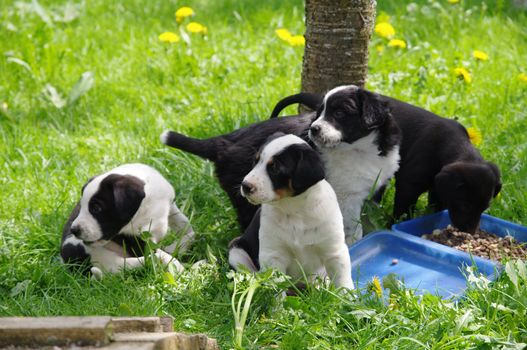 cute puppies in the meadow looking curios